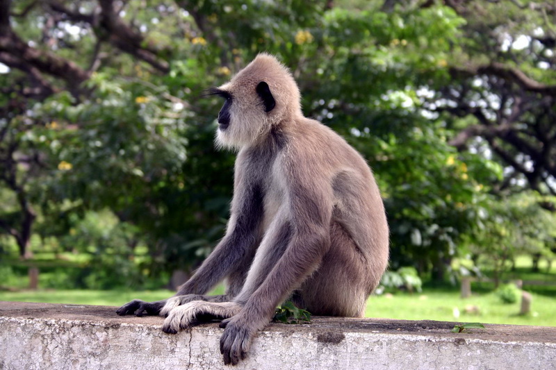 Sri Lanka, Anuradhapura 